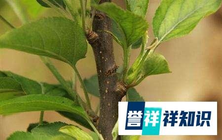 “早春苹果挨一刀”的作用是啥？“挨刀”时间如何把控？如何操作
