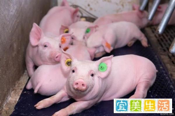53岁再创业,从华尔街到生物育种,她成为了家育种业的“猪妈妈”