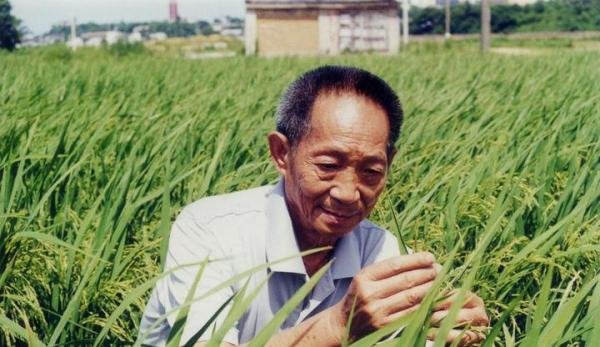为什么这么多年来诺贝尔奖都不提名袁隆平？