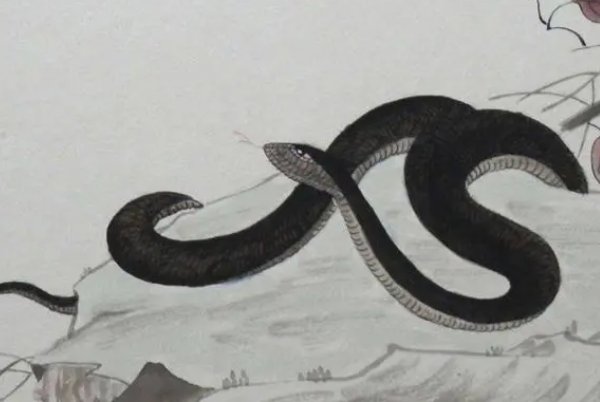 重此抑彼是什么意思打一生肖