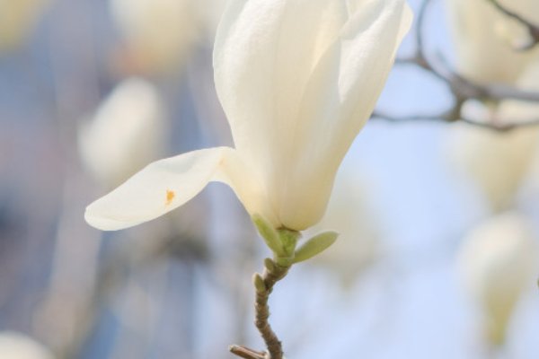 白玉兰花语和含义