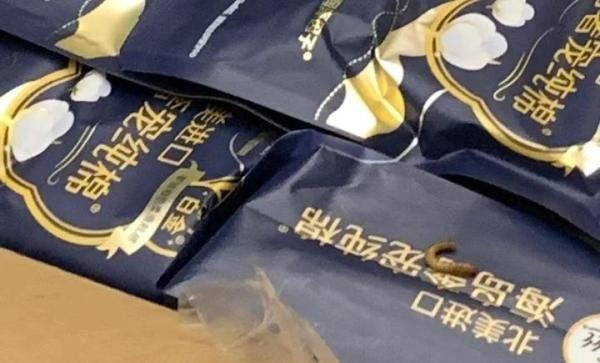 时隔半年,高洁丝的虫卵长成了虫?