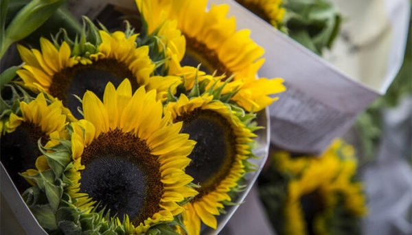 送考生向日葵应该送几朵