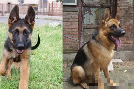 德牧和荷牧的区别