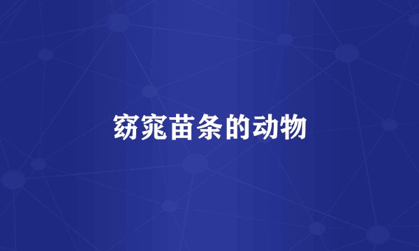 窈窕苗条的动物