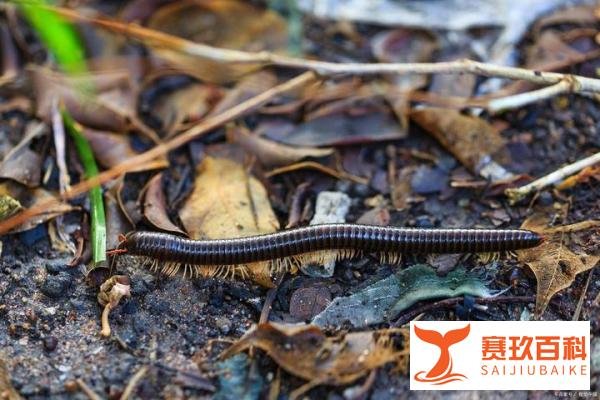成都升温千足虫满街爬，它们是想干什么？人类如何应对它们？
