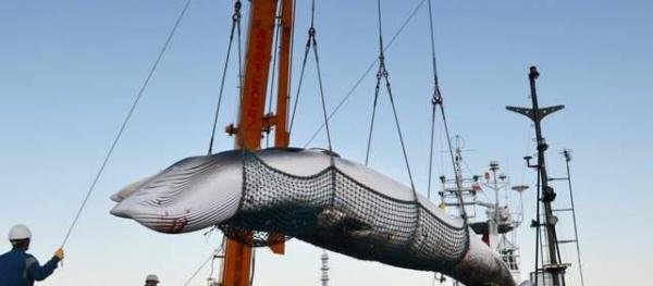 一意孤行！长须鲸被日本捕鲸船盯上了，现有四种鲸鱼会被日本迫害