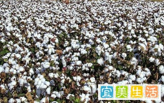 棉花的四种经济作物：亚洲棉、非洲棉、陆地棉和海岛棉