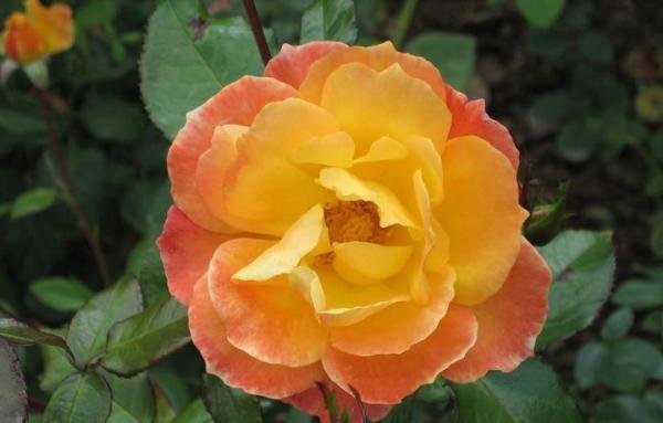 李亚鹏欠债4000万终审败诉，表示没有借过这钱，但会尊重法院判决