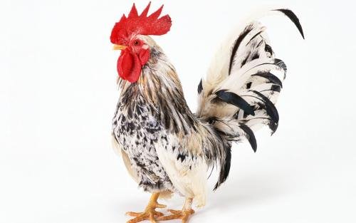 男子点1只鸡吃出10个鸡爪到后厨发现鸡还活着，这种行为你如何看？