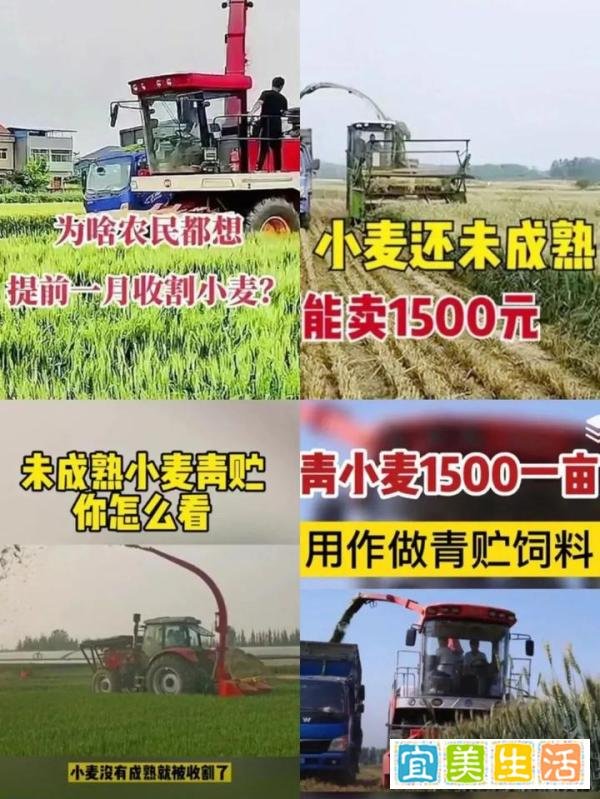 事出反常必有妖，谁在高价收割青小麦？