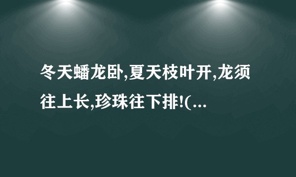 冬天蟠龙卧,夏天枝叶开,龙须往上长,珍珠往下排!(猜一水果)