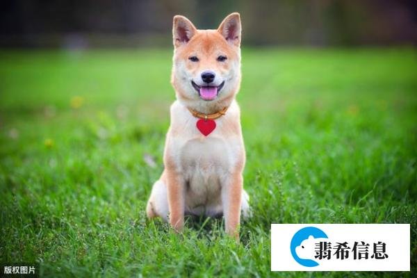 “单身狗”千万别直译成“single dog”！