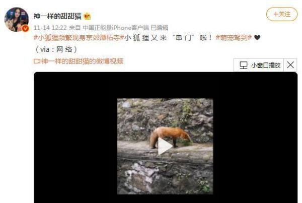 小狐狸频繁现身北京潭柘寺 这是咋情况？