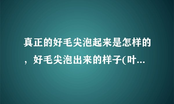 真正的好毛尖泡起来是怎样的,好毛尖泡出来的样子(叶底匀整)
