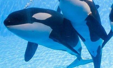 虎鲸之战告诉我们什么道理?