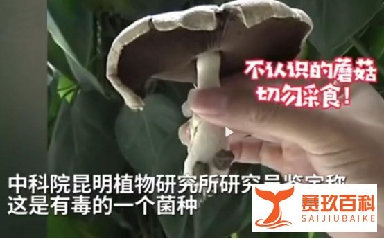 昆明一办公室内长出巨大蘑菇，网友：云南那么神奇吗？