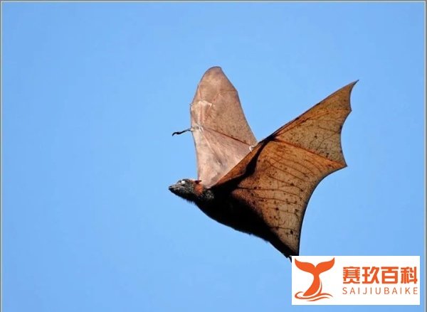 菲律宾这种长得像“人型蝙蝠侠”的超大蝙蝠，能把人吓尿...
