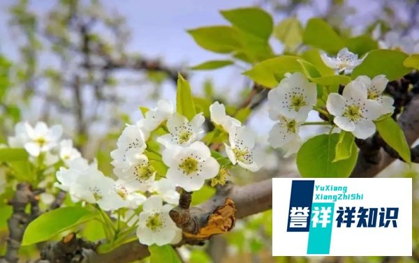 梨树出现“二次开花”现象是正常的吗