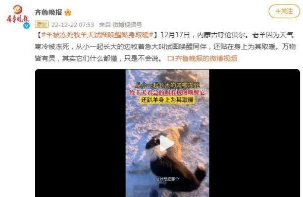 羊被冻死牧羊犬试图唤醒贴身取暖 这是咋情况？