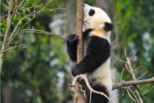陕西秦岭大熊猫上树折樱桃花，大熊猫也吃樱树花吗？
