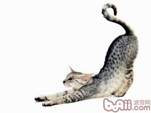 埃及猫的传说有哪些？