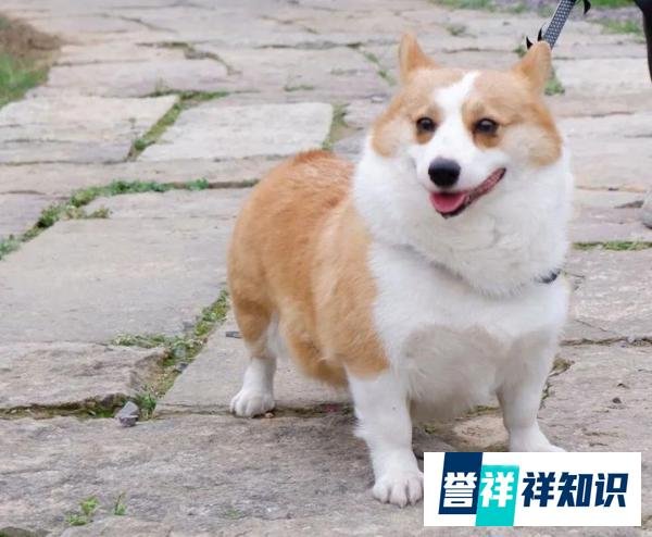 浙江80后夫妻离婚不争房子车子，只争宠物狗，结果…