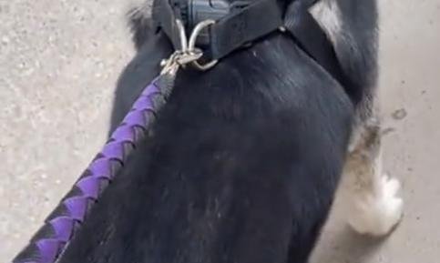 女子遛狗吓哭小孩，被老太太拿垃圾桶追砸