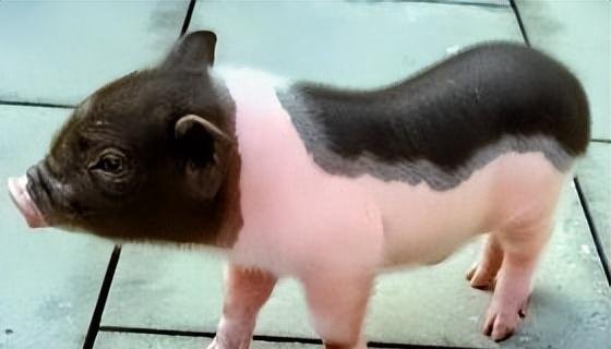 网购8斤小香猪一年长到140斤 网友：本来想养个宠物，不小心致富了