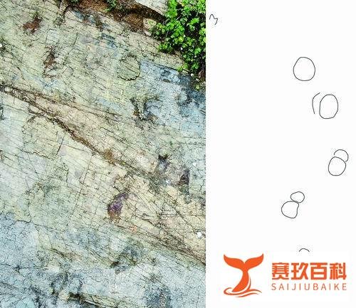 湖北首现侏罗纪中期恐龙足迹化石