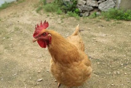 中国十大蛋鸡排行榜