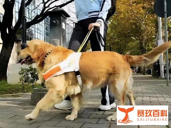 养狗人士谈安阳狗咬人：请将王新刚驱逐出养狗界，莫给养狗人招黑