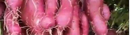 牵牛花怎么嫁接出红薯