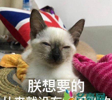 欧神是什么梗什么意思 欧神出处在哪