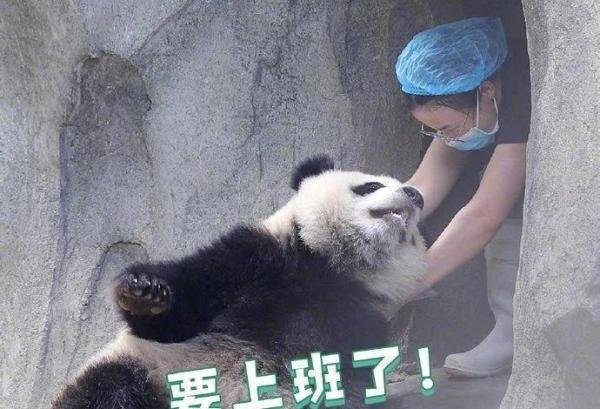 再上19天班又放假了是怎么回事，这是咋情况？