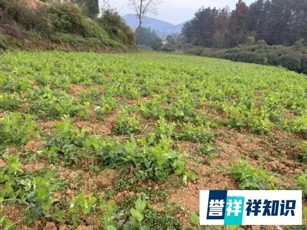 正月初六是“凶日”,切记:1不结、3不用、6不出,看老人家咋说
