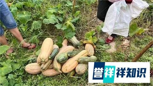 老人组团偷瓜罚不了？年龄不是借口