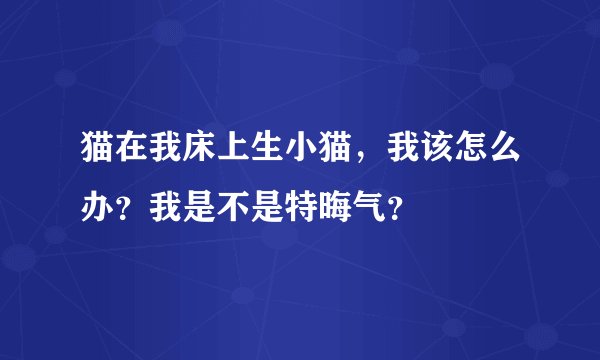 猫在我床上生小猫，我该怎么办？我是不是特晦气？