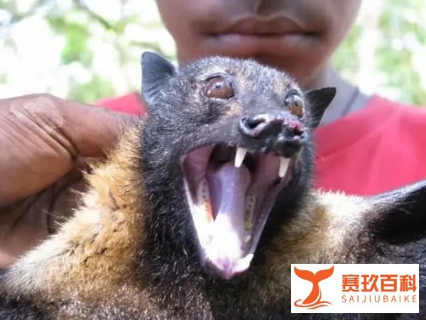 菲律宾这种长得像“人型蝙蝠侠”的超大蝙蝠，能把人吓尿...