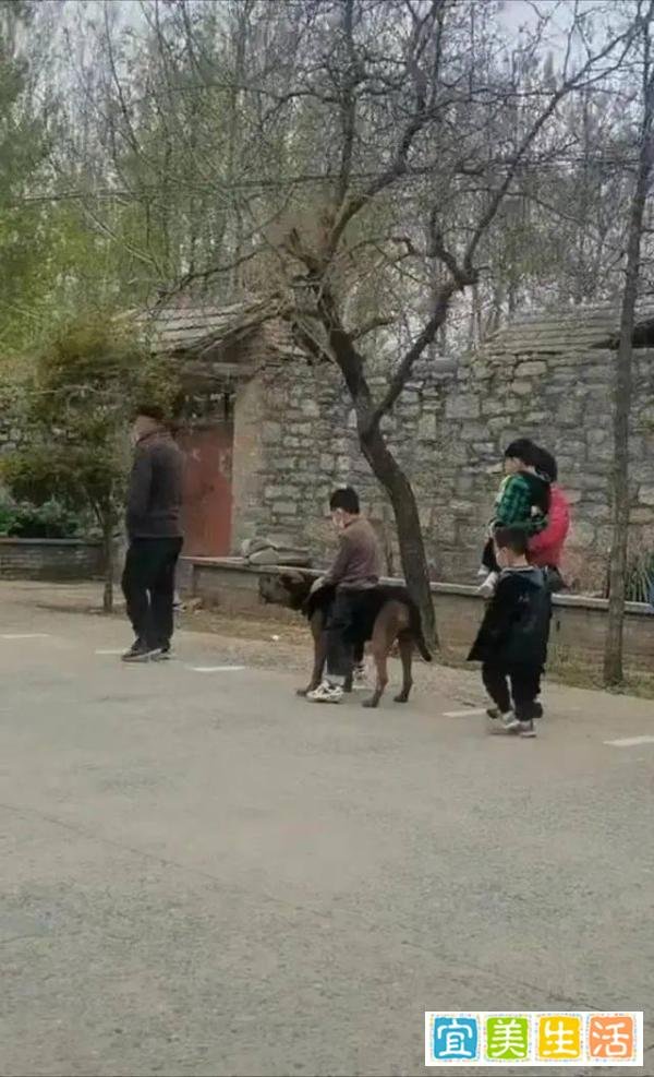 河南一男孩厉害了!坐在狗狗身上排队做核酸