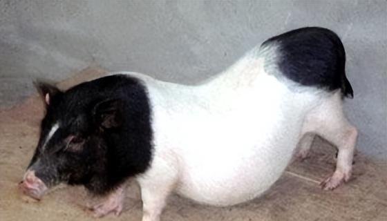 网购8斤小香猪一年长到140斤 网友：本来想养个宠物，不小心致富了