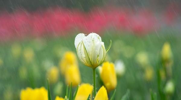 幸福就像毛毛雨