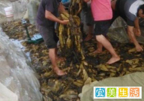 “国货之光”白象:被日资控股方便面围剿,拒绝与插旗菜业合作!