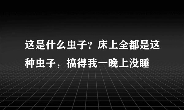 这是什么虫子？床上全都是这种虫子，搞得我一晚上没睡