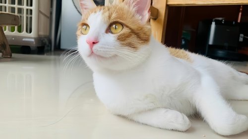 主动要求戴肛塞尾巴的小猫