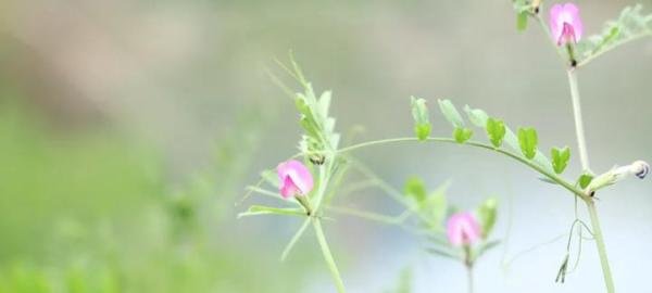 男人心里通常只住着一个女人？“一生一代一双人”，也是骗人的？