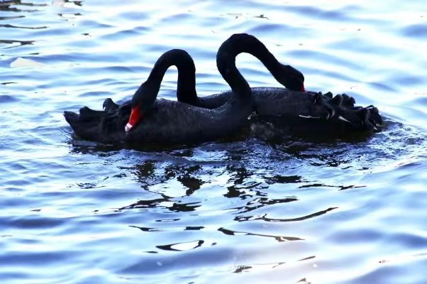 如胶似漆是什么意思啊?