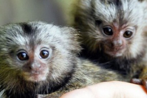 墨猴一只多少元