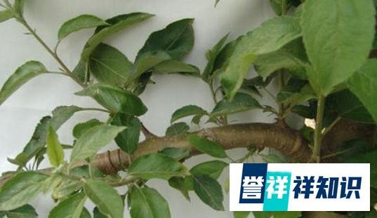 “早春苹果挨一刀”的作用是啥？“挨刀”时间如何把控？如何操作