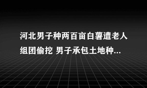 河北男子种两百亩白薯遭老人组团偷挖 男子承包土地种红薯，附近村民组团来“捡”